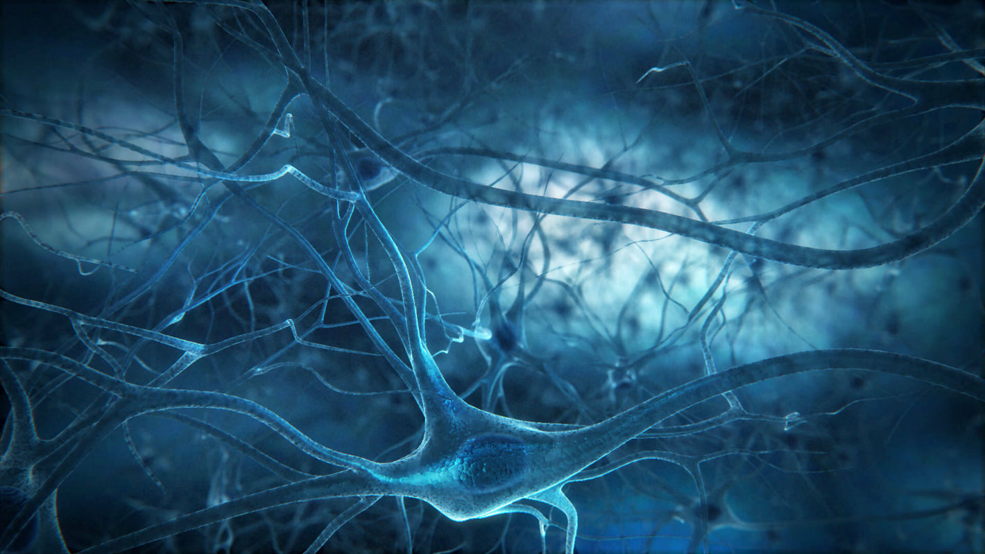 Мозг Нервная Система - Nutrigeek